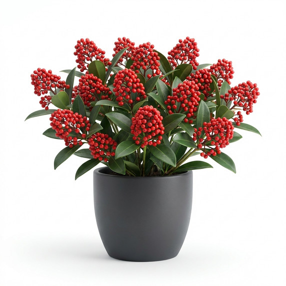 Skimmia japonica