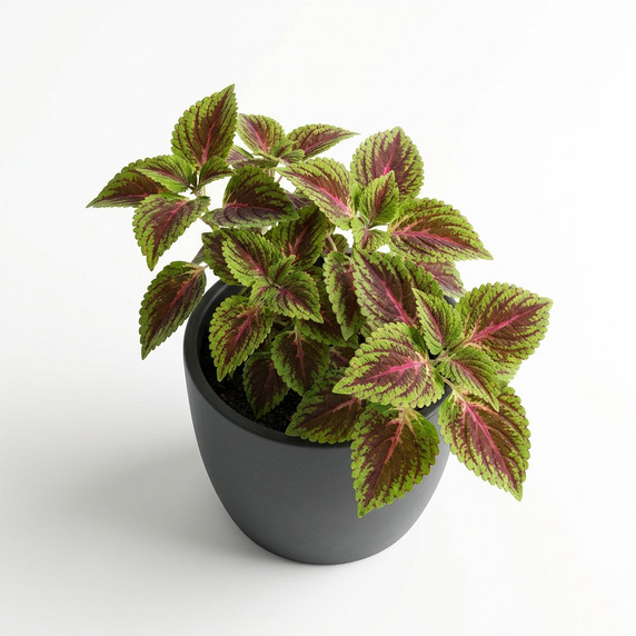 Plectranthus scutellarioides