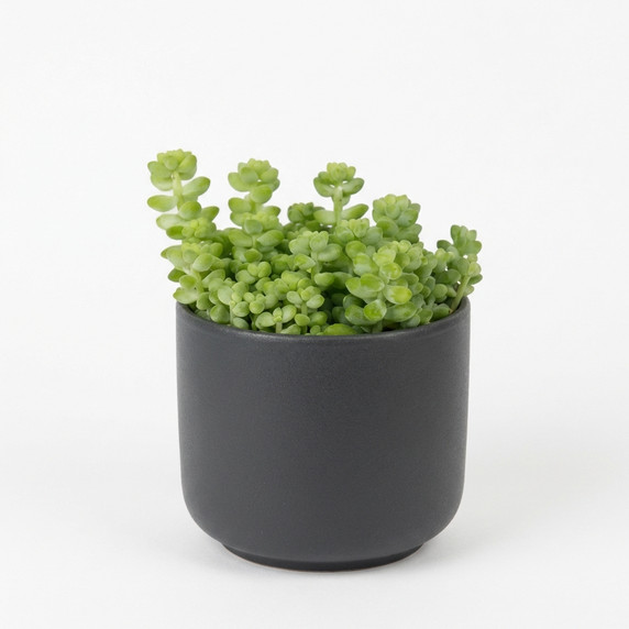 Sedum makinoi