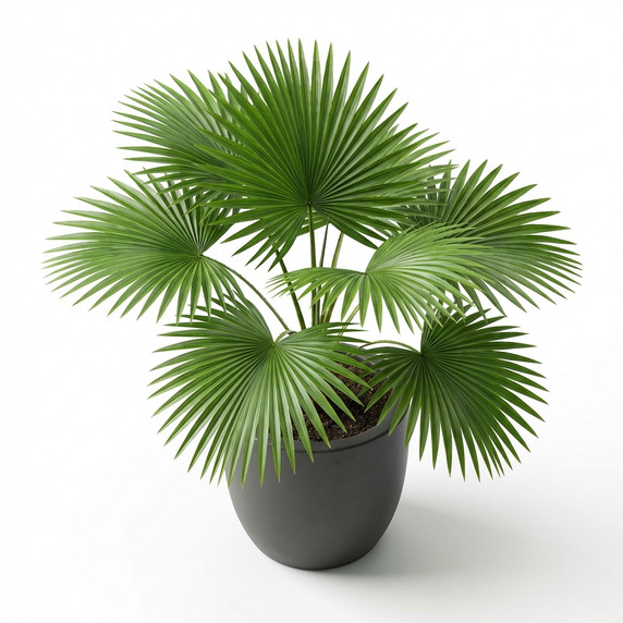 Washingtonia robusta