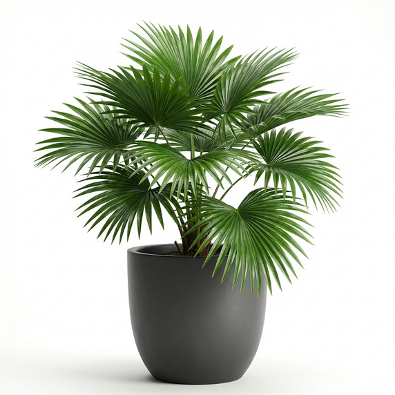 Washingtonia robusta