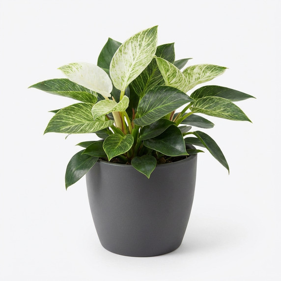 Philodendron 'Birkin'