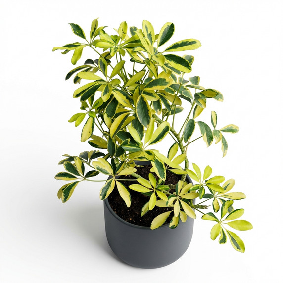 Heptapleurum arboricola 'Variegata'