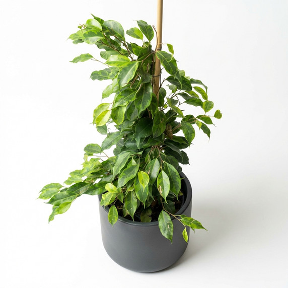 Ficus benjamina 'Variegata'