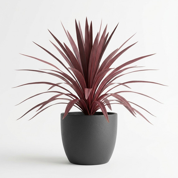 Dracaena marginata 'Red-edged'