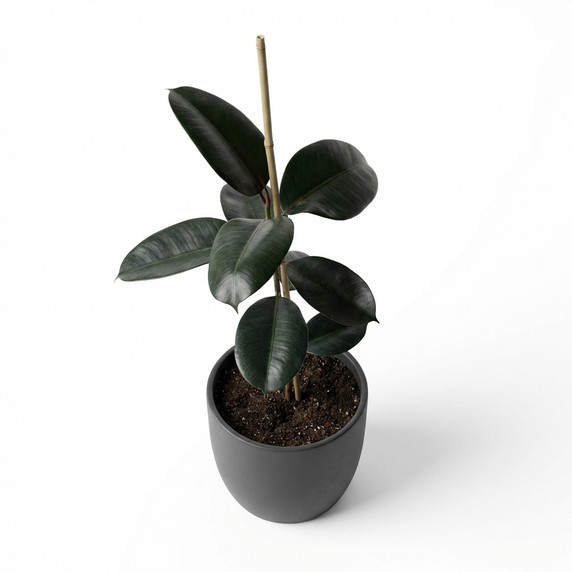 Ficus elastica 'Burgundy'