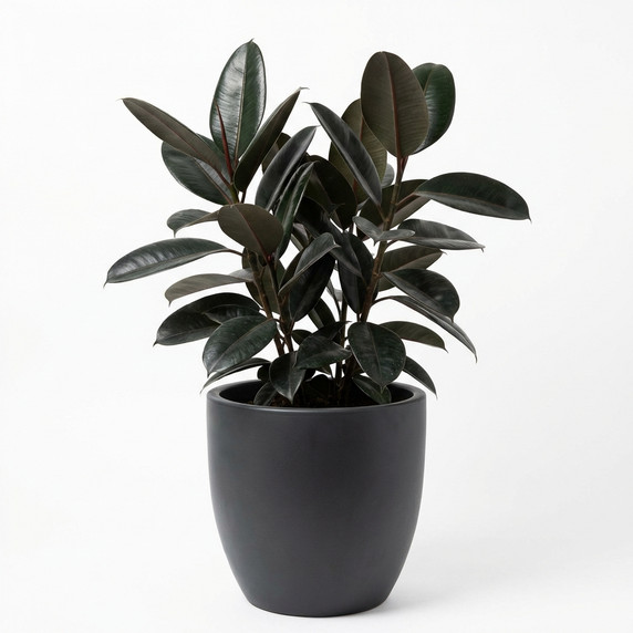 Ficus elastica 'Burgundy'