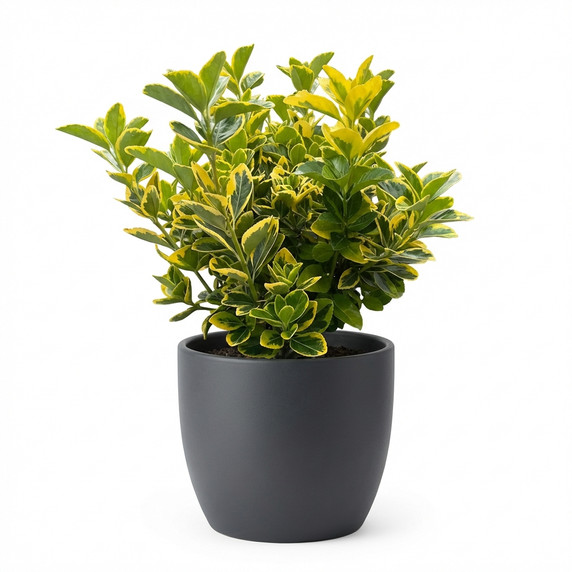 Euonymus japonicus 'Golden Variegated'