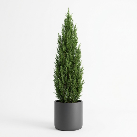 Cupressus macrocarpa 'Pyramidal form'