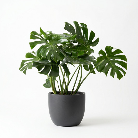 Heptapleurum arboricola 'Variegated'