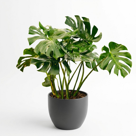 Heptapleurum arboricola 'Variegated'