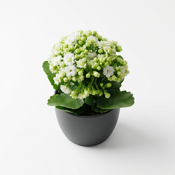 Kalanchoe blossfeldiana 'Double-flowered (Calandiva type)'