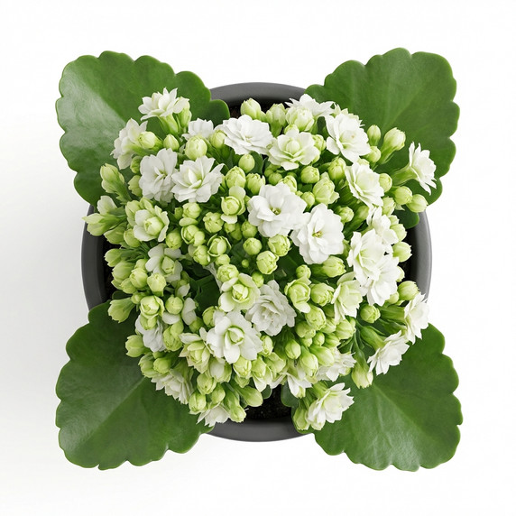 Kalanchoe blossfeldiana 'Double-flowered (Calandiva type)'