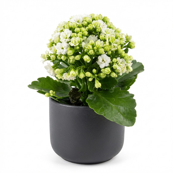 Kalanchoe blossfeldiana 'Double-flowered (Calandiva type)'