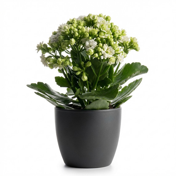 Kalanchoe blossfeldiana 'Double-flowered (Calandiva type)'