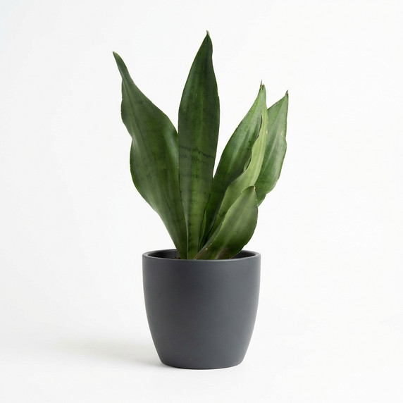 Dracaena trifasciata 'Dwarf'