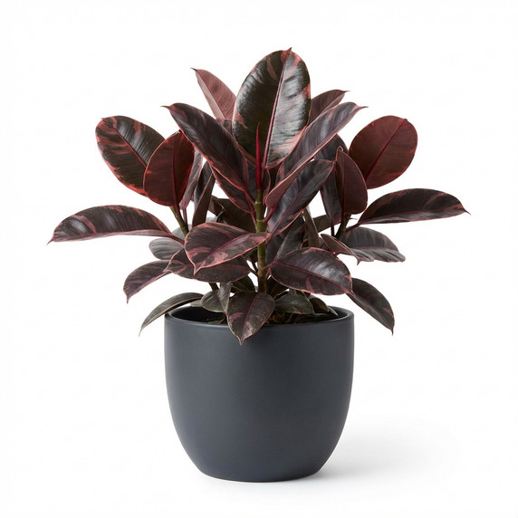 Ficus elastica 'Ruby'