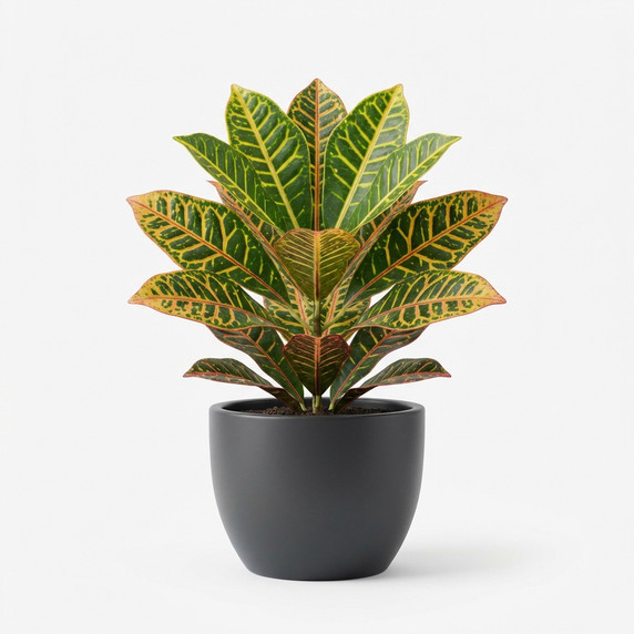 Codiaeum variegatum 'Aucubaefolia'