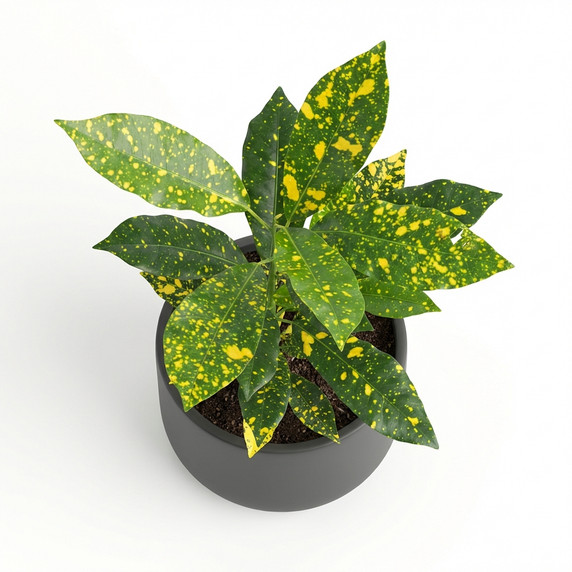 Codiaeum variegatum 'Gold Dust'