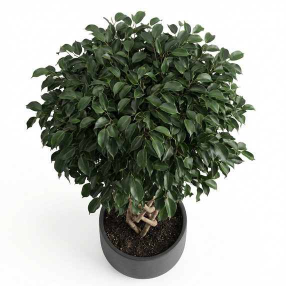 Ficus benjamina 'Round Topiary'