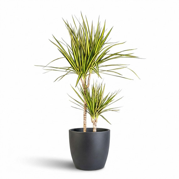 Dracaena marginata 'Marginata'
