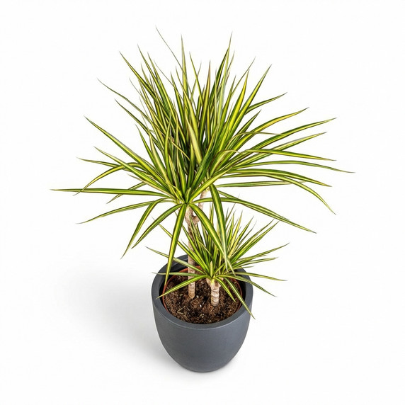 Dracaena marginata 'Marginata'