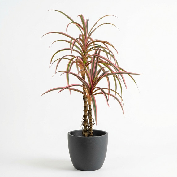 Dracaena marginata 'Colorama'