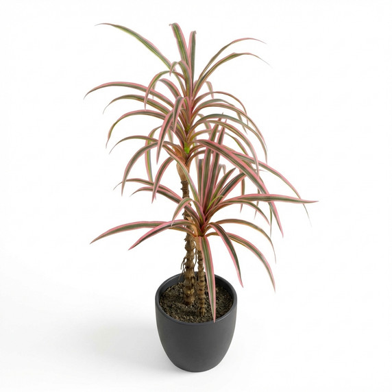 Dracaena marginata 'Colorama'