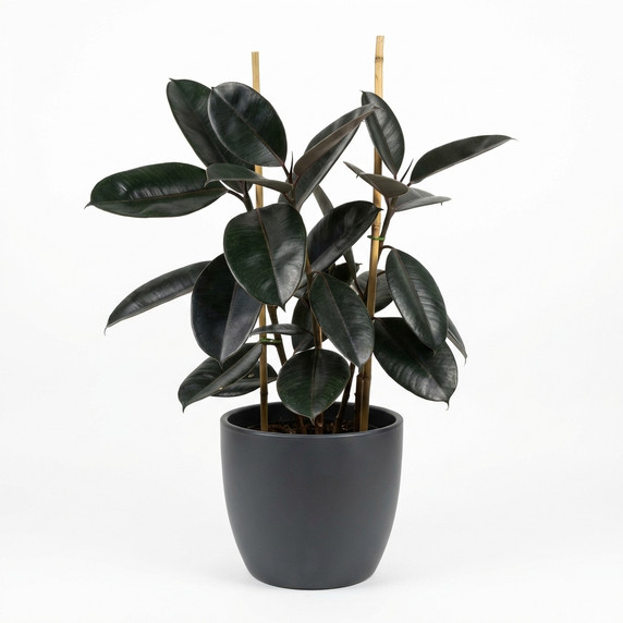 Ficus elastica 'Burgundy / Black Rubber Plant'