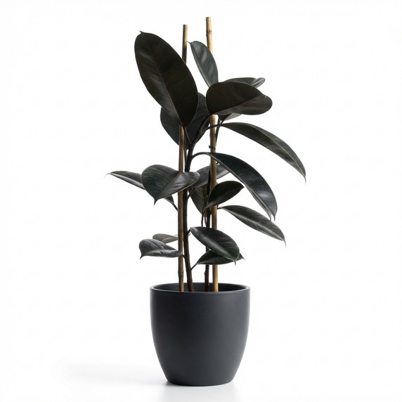 Ficus elastica 'Burgundy / Black Rubber Plant'