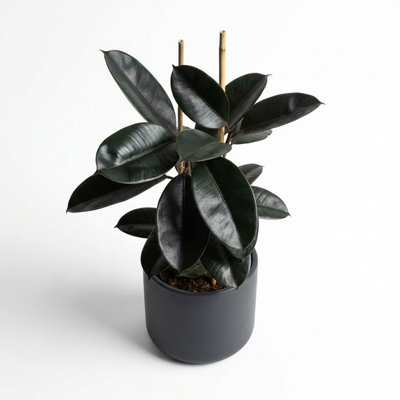Ficus elastica 'Burgundy / Black Rubber Plant'