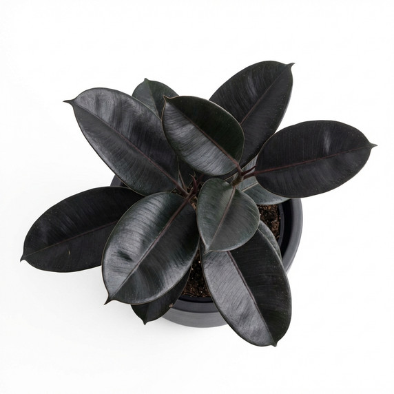 Ficus elastica 'Burgundy / Black Rubber Plant'