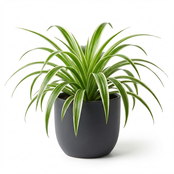 Peperomia clusiifolia 'Jelly'