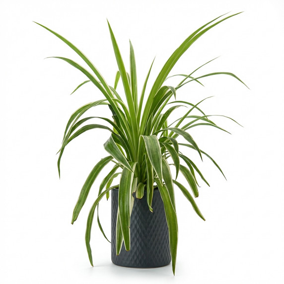 Peperomia clusiifolia 'Jelly'