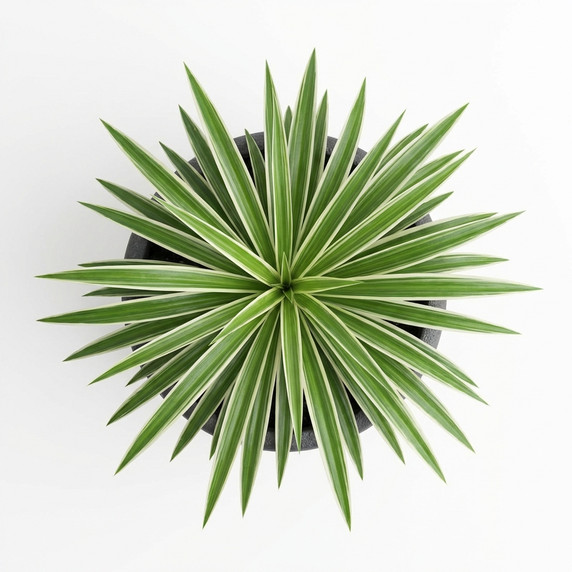 Peperomia clusiifolia 'Jelly'