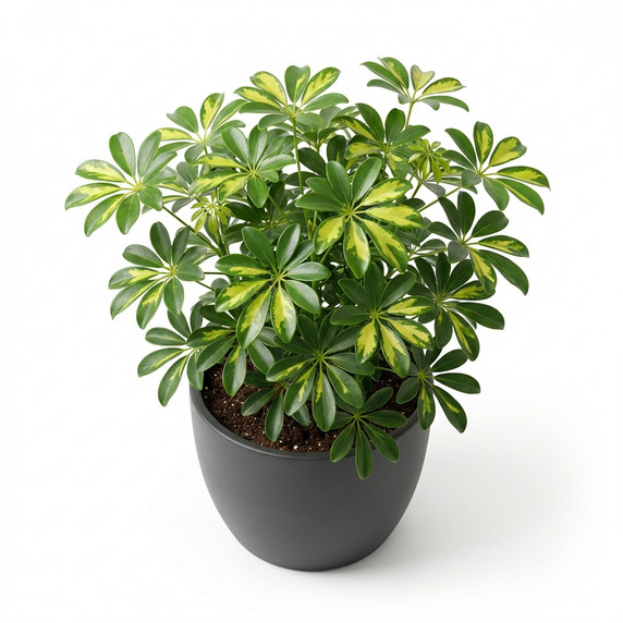 Schefflera arboricola 'Variegata'