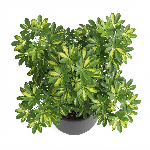 Schefflera arboricola 'Variegata'