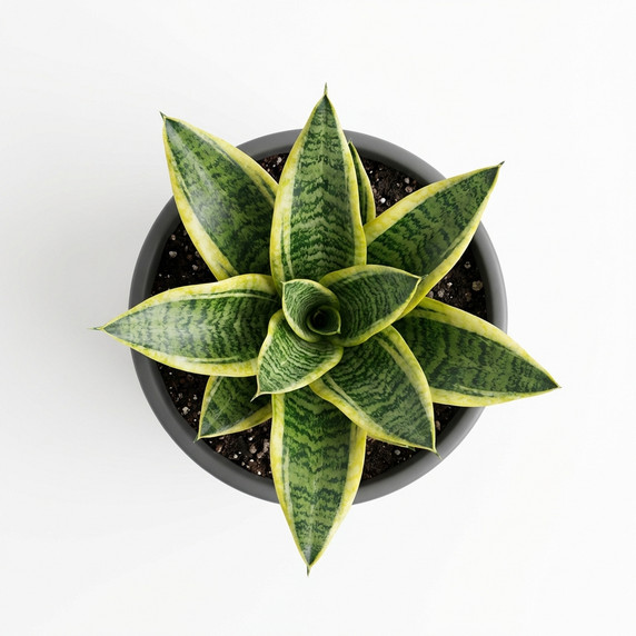 Dracaena trifasciata