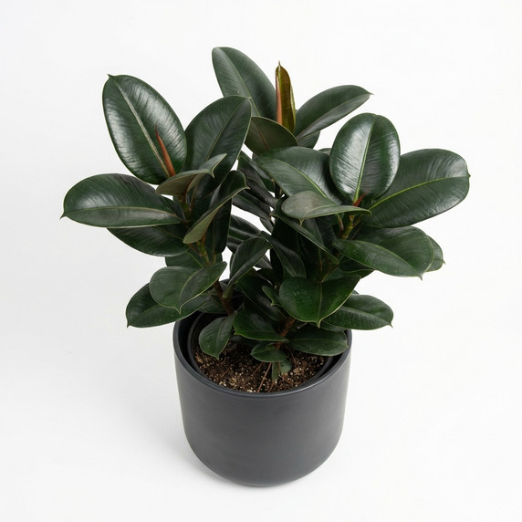 Ficus elastica