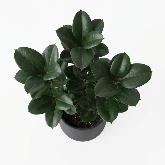 Ficus elastica