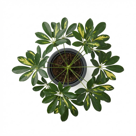 Heptapleurum arboricola