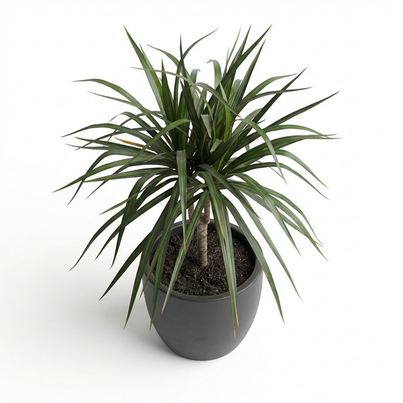 Dracaena marginata