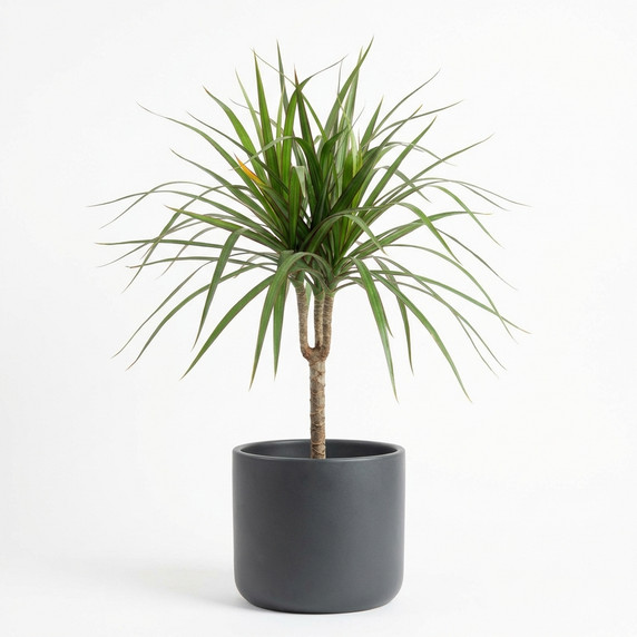 Dracaena marginata