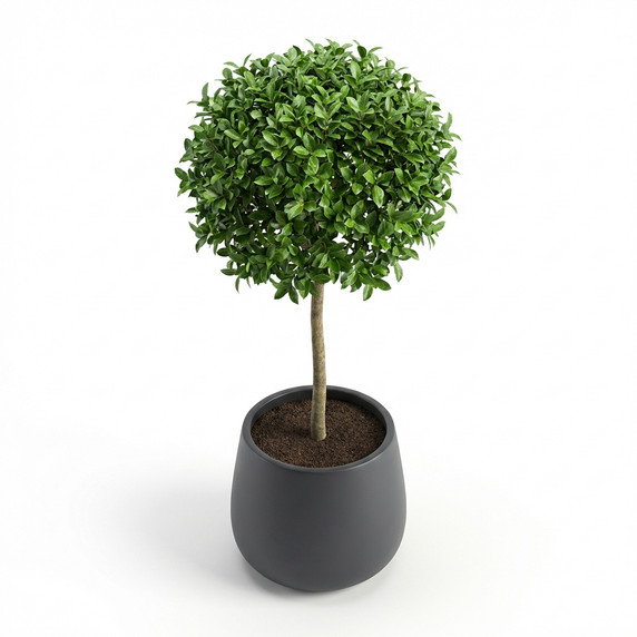 Ficus microcarpa