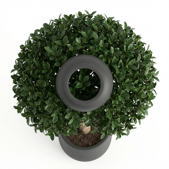 Ficus microcarpa