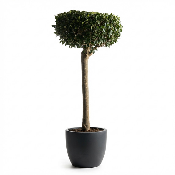 Ficus microcarpa