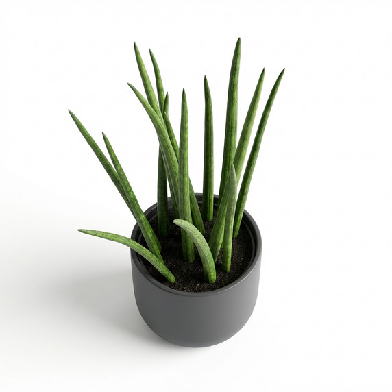 Dracaena trifasciata