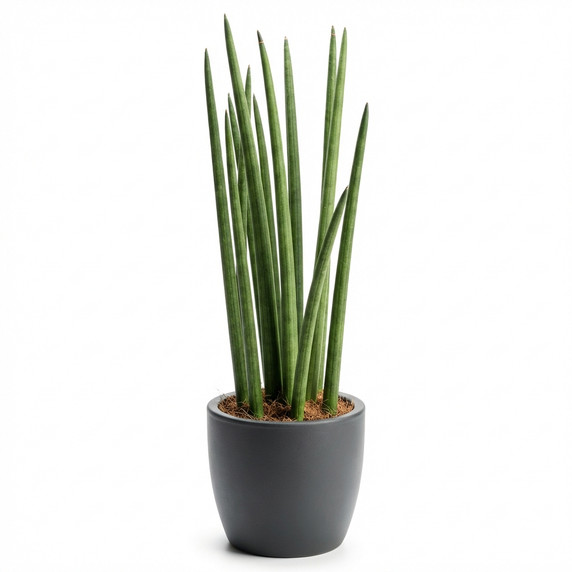 Dracaena trifasciata