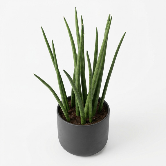 Dracaena trifasciata