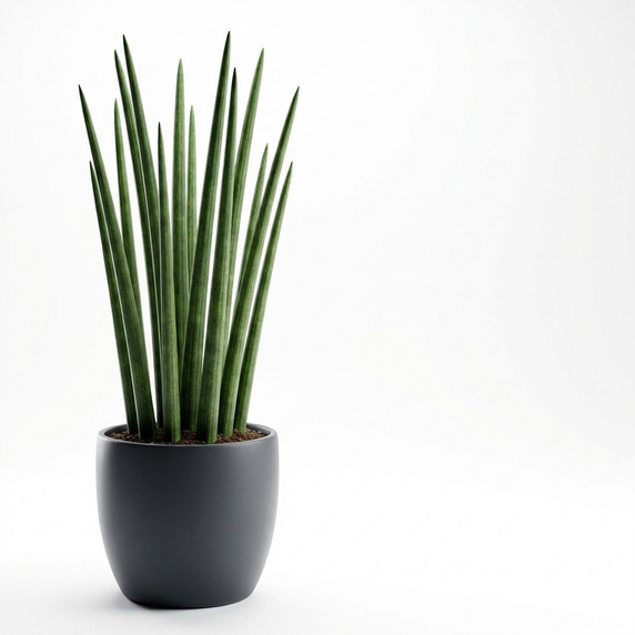 Dracaena trifasciata